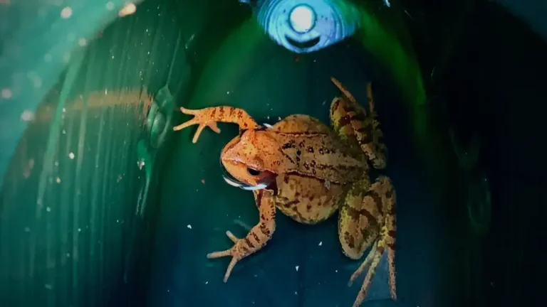 The secret ways frogs and cows can predict a change in the weather