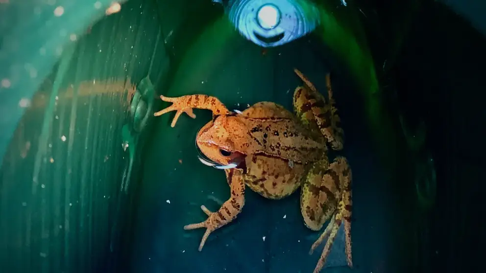 The secret ways frogs and cows can predict a change in the weather