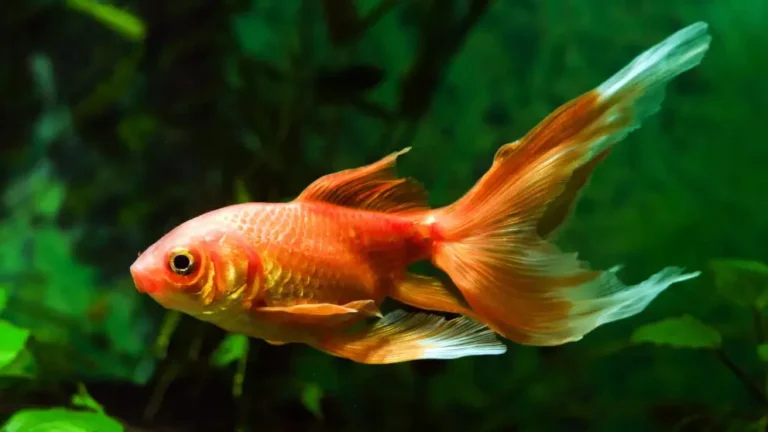 11 animals you should never set free under any circumstances