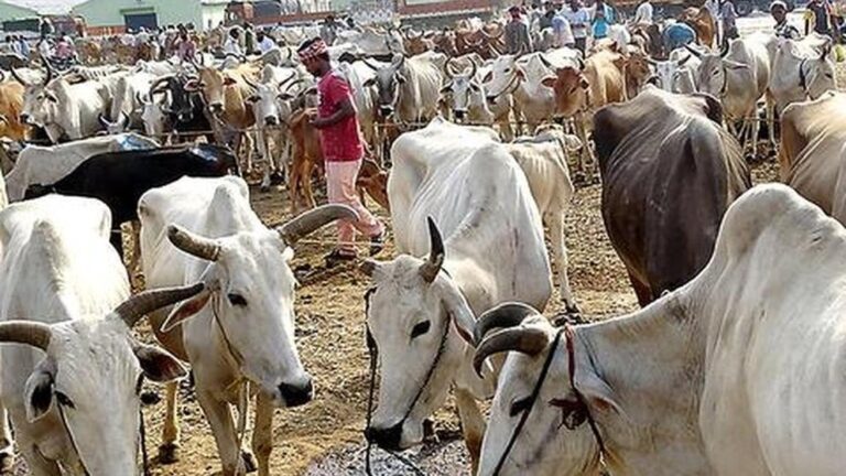 West Bengal’s New Cattle Rules: A Snapshot of India’s Dynamic Day