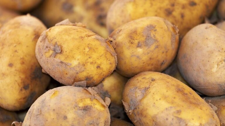 Are Potatoes Stealing Your Focus? Sadhguru’s Viral Claim & The Science Behind It