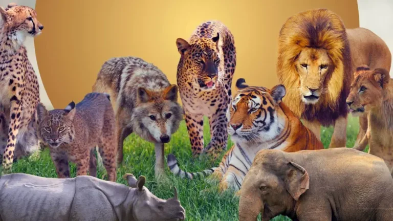 Wildlife Conservation Update: 100+ Projects Reviewed in Landmark Meeting