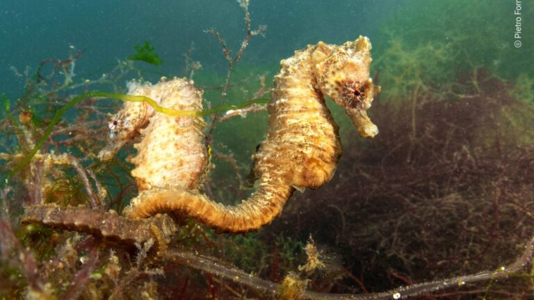 New Seahorse Species Found by Kerala Researchers: An Amazing Marine Discovery