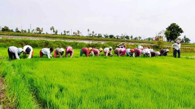 Telangana Plans Big Food Backup to Fight El Nino Threat