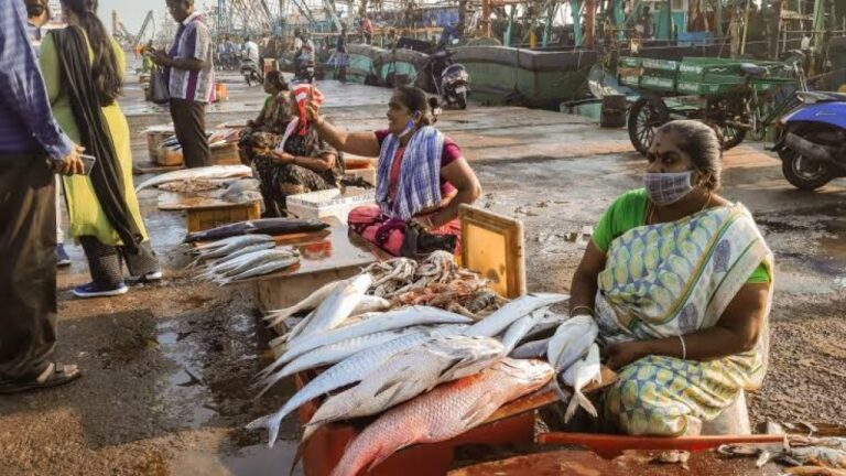 Why Dirt and Bad Hygiene Are Keeping Seafood Exporters Away from Kasimedu Fishing Harbour